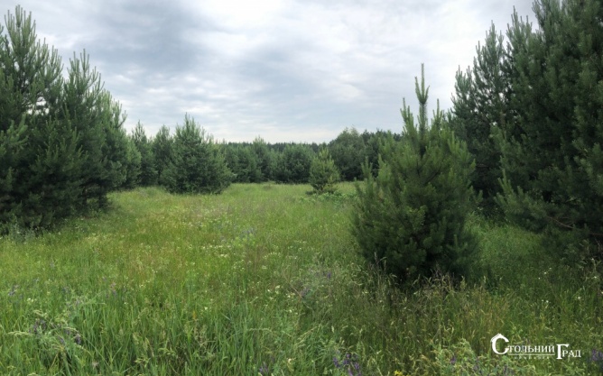Sale of 15 hectares of picturesque forest near Kiev - Real Estate Stolny Grad photo 2